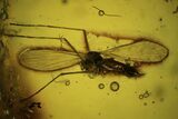 Detailed Fossil Ant, Crane fly And a Wasp in Baltic Amber #90840-2